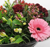 Blush & Burgundy Romance